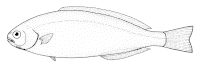 Pseudoicichthys australis