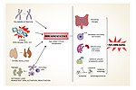 Vignette pour Immunosénescence