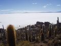 Kaktus Salar de Uyuni