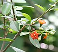 Miniatura para Jacquinia aurantiaca