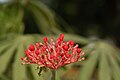 Jatropha multifida