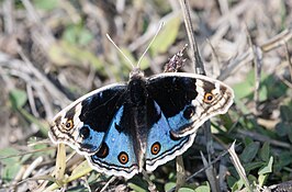 Junonia orithya