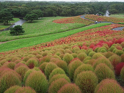 Kochia Hitachi Seaside Park