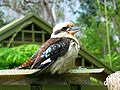 Kookaburra1 ST 03.JPG