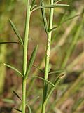 Miniatura per Lepidium graminifolium