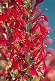 Cardinal flower