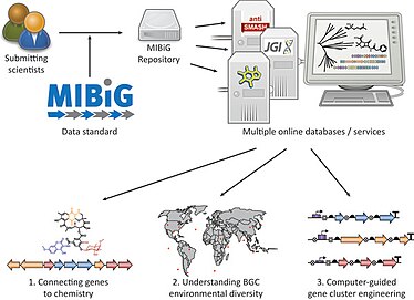 Integración de la base de datos de MIBiG con otros recursos bioinformaticos para acelerar el descubrimiento de nuevos metabolitos especializados.