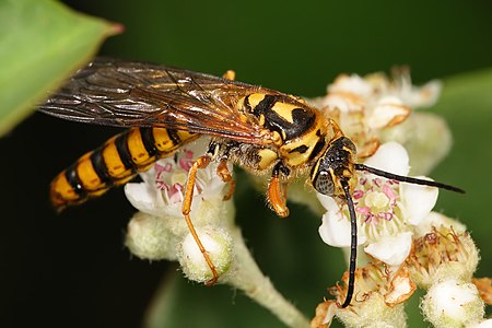 Agriomyia sp., by Fir0002