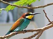 Berek-berek eropah (Merops apiaster)