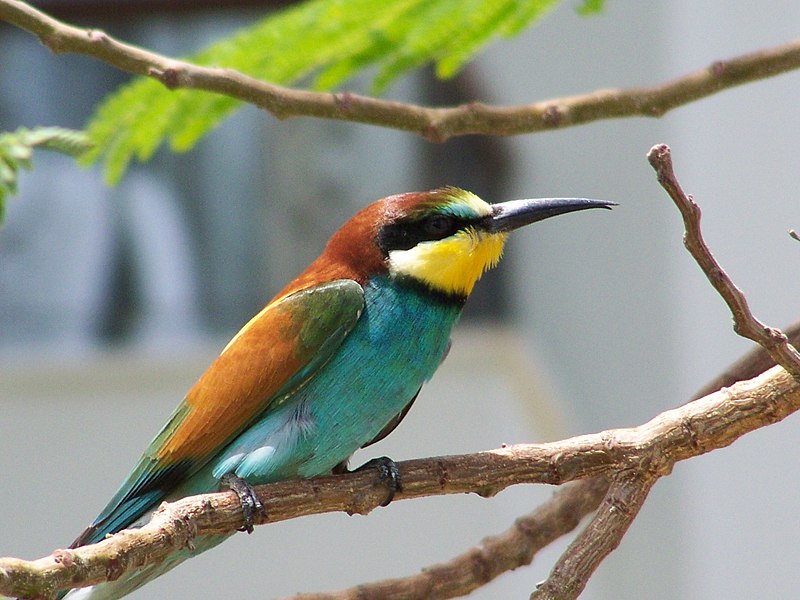 http://upload.wikimedia.org/wikipedia/commons/thumb/c/c0/Merops-apiaster.JPG/800px-Merops-apiaster.JPG