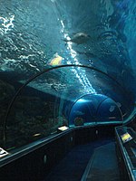 MoA Aquarium.jpg