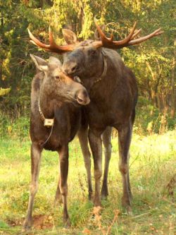 250px Moose Couple hp3388