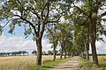 Allee mit alten Birnbäumen „Neelchesbiren“