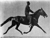 early film sequence of a horse with a rider, moving lateral pairs of front and hind legs forward in a two-beat gait