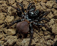 Aranha-rato fêmea em um subúrbio em Brisbane