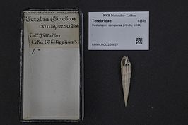 Hastulopsis conspersa