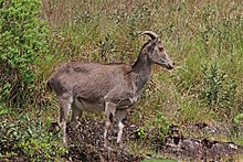 Нилгири тар (Nilgiritragus hylocrius) самка.jpg