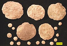 Fossil nummulitid foraminiferans showing microspheric and megalospheric individuals; Eocene of the United Arab Emirates; scale in mm. Nummulitids.jpg