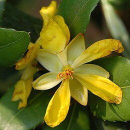 Ochna kirkii