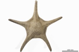 Pentaceraster gracilis (Syntype, NHMD)