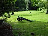 Peacocks on a lawn