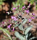 Flowers of Penstemon patens