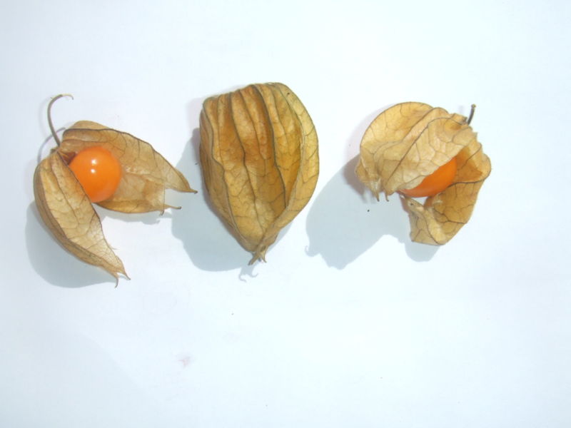 800px-Physalis_peruviana.jpg