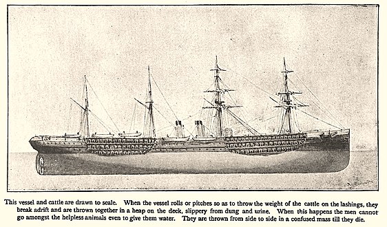 Cattle ship according to Samuel Plimsoll and his campaign to abolish them