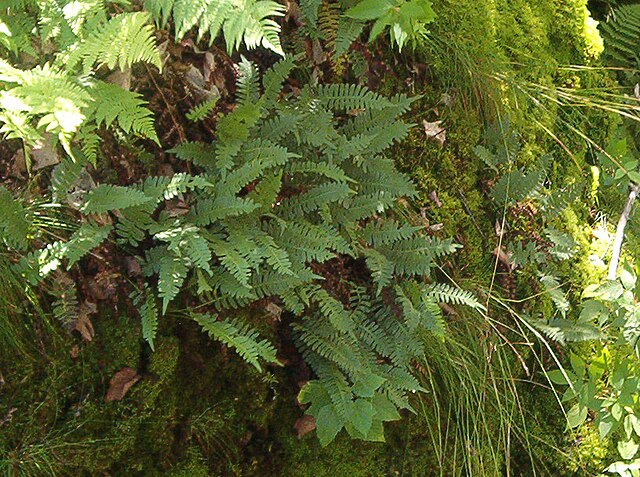 Description de l'image Polypodium virginianum, Pancake Bay PP.JPG.