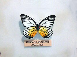 Prioneris philonome