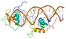 Белок NR1D1 PDB 1a6y.png