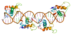 Белок RXRB PDB 1by4.png