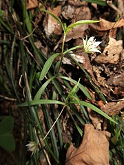 葉は線形で対生し、上部の葉腋から細く長い花柄を出す。