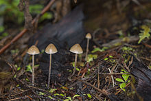 Грибы Psilocybe pelliculosa.jpg