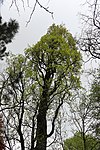 Pyramideneiche (Quercus robur „Fastigiata“)