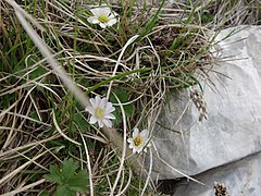 Kerners Schmuckblume