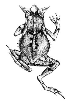 Description de l'image Rhinella ceratophrys.jpg.