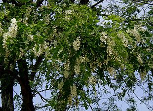 Almindelig Robinie (Robinia pseudoacacia) med blomsterne samlet i klaser.