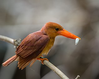 Guarda-rios (Halcyon coromanda), no Parque Nacional de Kaeng Krachan, Tailândia. (definição 3 900 × 3 100)