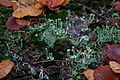 Trompetenflechte (Cladonia fimbriata) an den Hängen des Berges