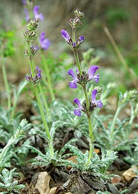 Salvia canescens в Гунибе, Дагестан