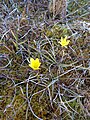 Saxifraga hirculus