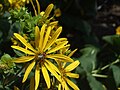 Miniatura per Silphium (gènere)