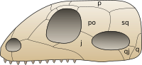 The skull of a generalized synapsid. Skull synapsida 1.svg
