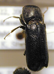 Starr 040606 0018 amphicerus cornutus.jpg