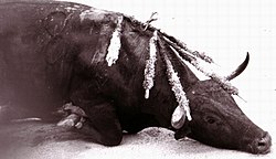 A bull dying in a bullfight Stier geveld5.jpg