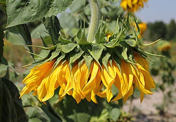 Girassol (Helianthus annuus), uma planta anual da família das Asteraceae, originária das Américas Central e do Norte, cultivada como alimentícia, oleaginosa e ornamental em todo o mundo. (definição 4 800 × 3 350)