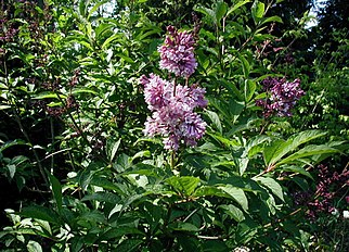 Syringa josikaea