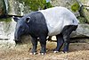 Tapirus indicus