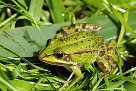 Teichfrosch, der von einer Stechmücke gestochen wird